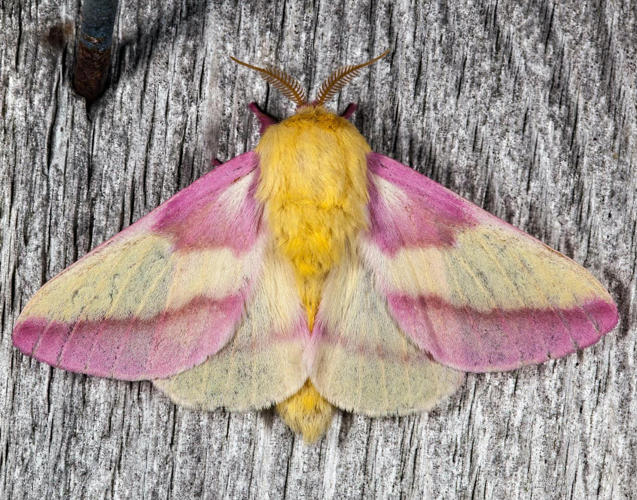 POSTPONED Discovering Moths: An Evening with David Reed