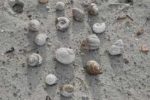 Shells on sand in a circle pattern