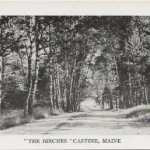 The Birches