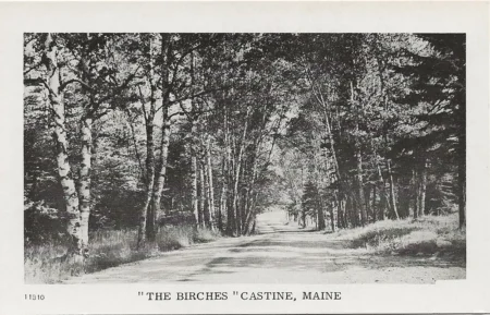 The Birches