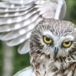 Chewonki Presents Owls of Maine