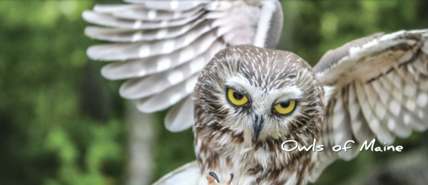 Chewonki Presents Owls of Maine