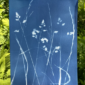 Cyanotype Printing with Katama Murray